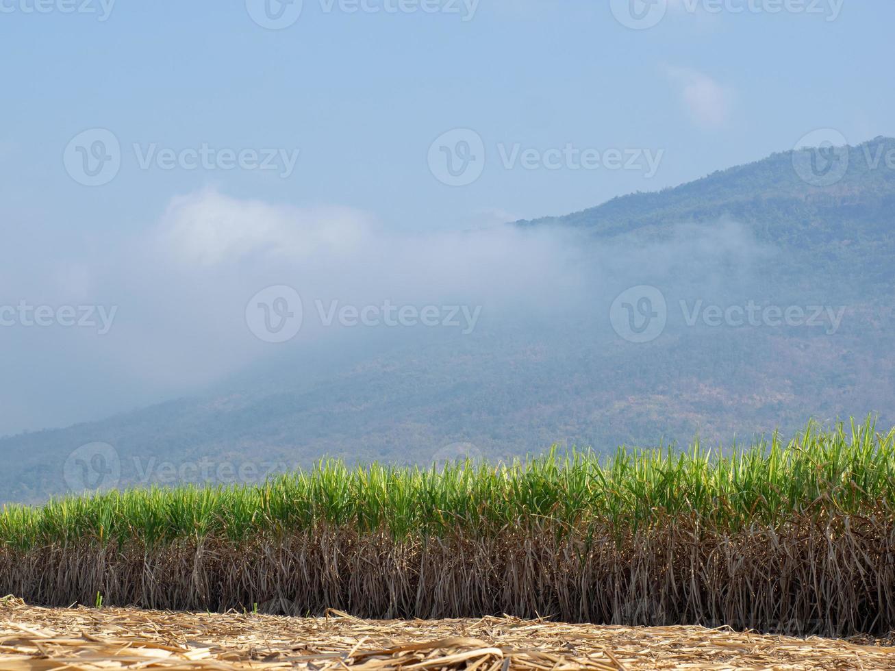 plantações de cana-de-açúcar, a planta tropical agrícola na tailândia foto