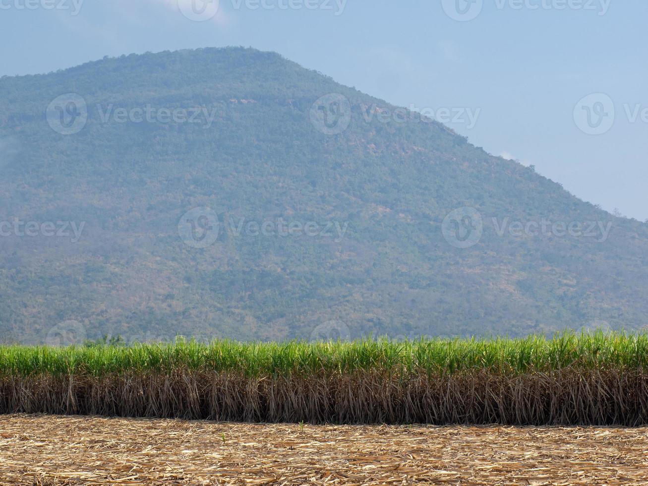 plantações de cana-de-açúcar, a planta tropical agrícola na tailândia foto