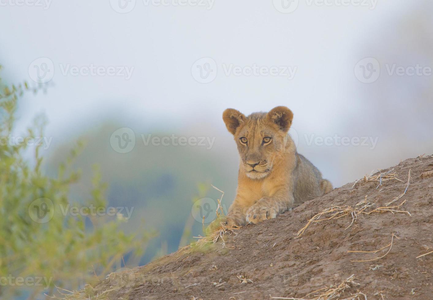 filhote de leão (panthera leo) deitado em um cupinzeiro foto