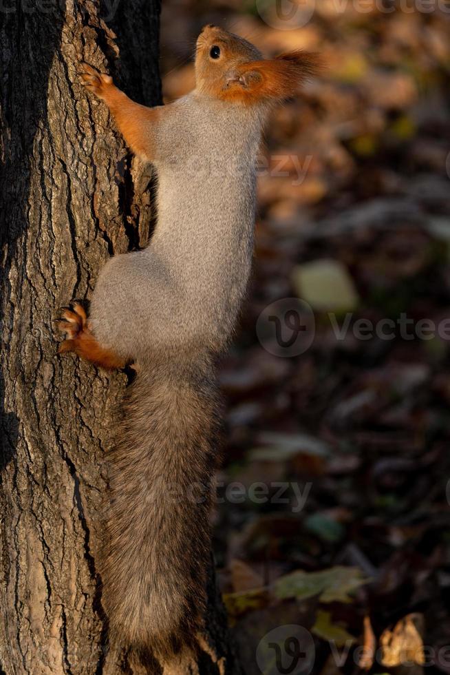 um esquilo travesso em uma árvore foto