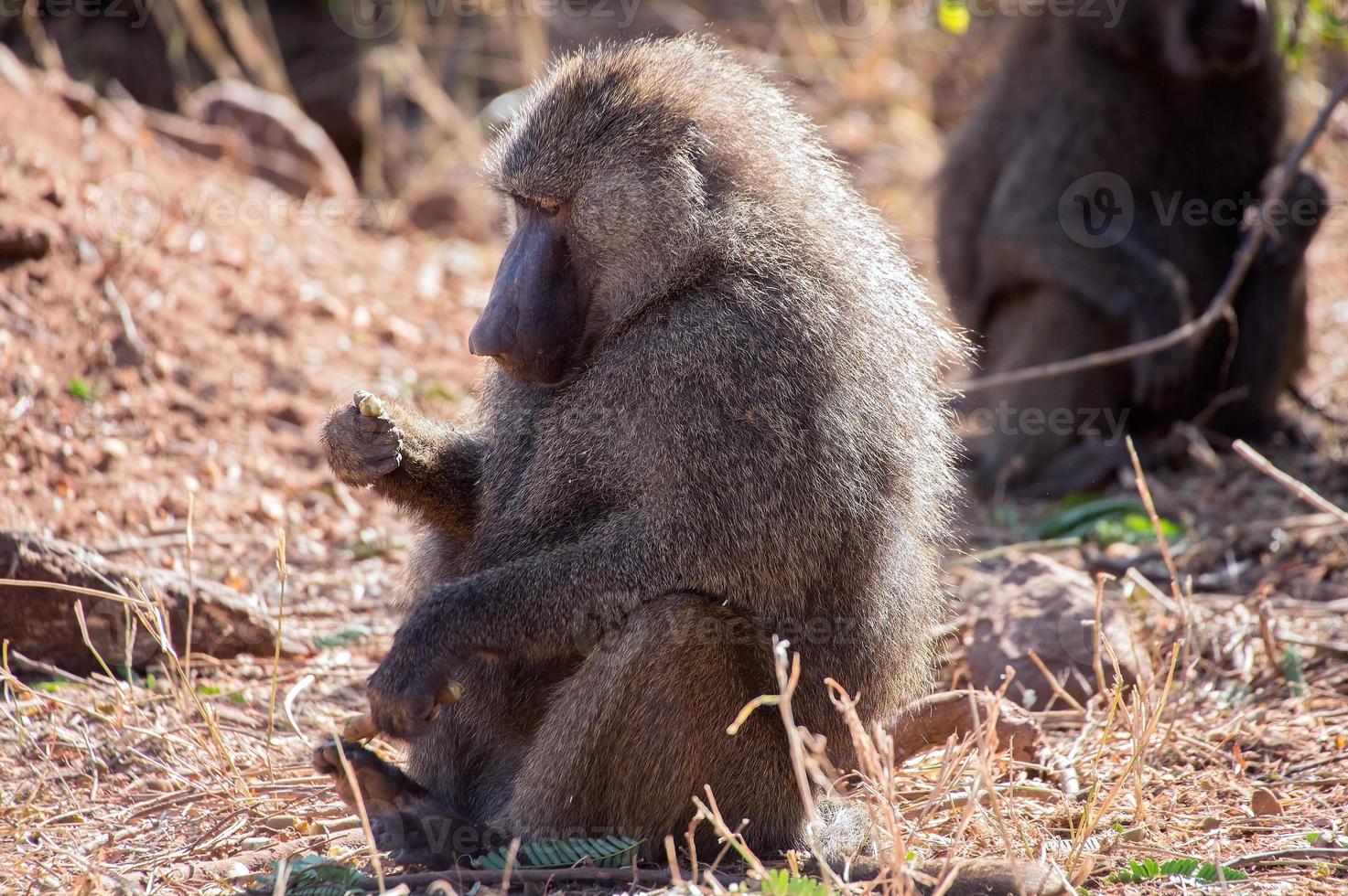 papio cynochephalus (babuíno) foto