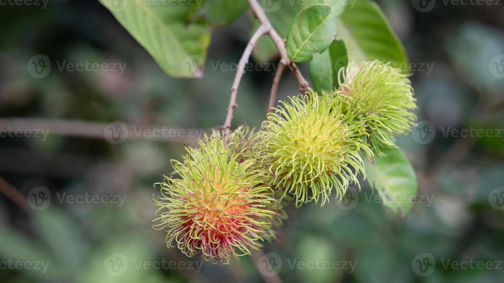 frutas vermelhas frescas de rambutan penduradas na árvore no verão da tailândia, sabor doce de frutas tropicais sobre fundo verde. foto