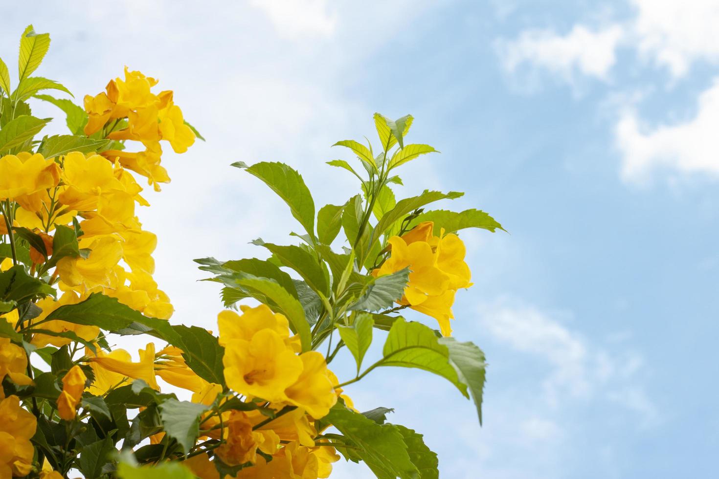 ancião amarelo, trumpetbush, trumpetflower no fundo do céu brilhante. foto