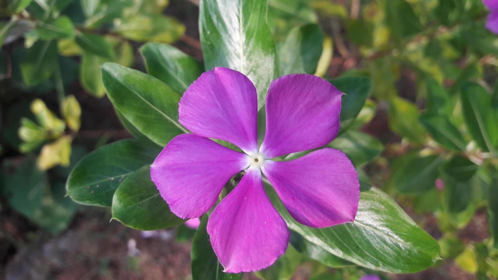 flor de pervinca de madagascar em uma planta foto