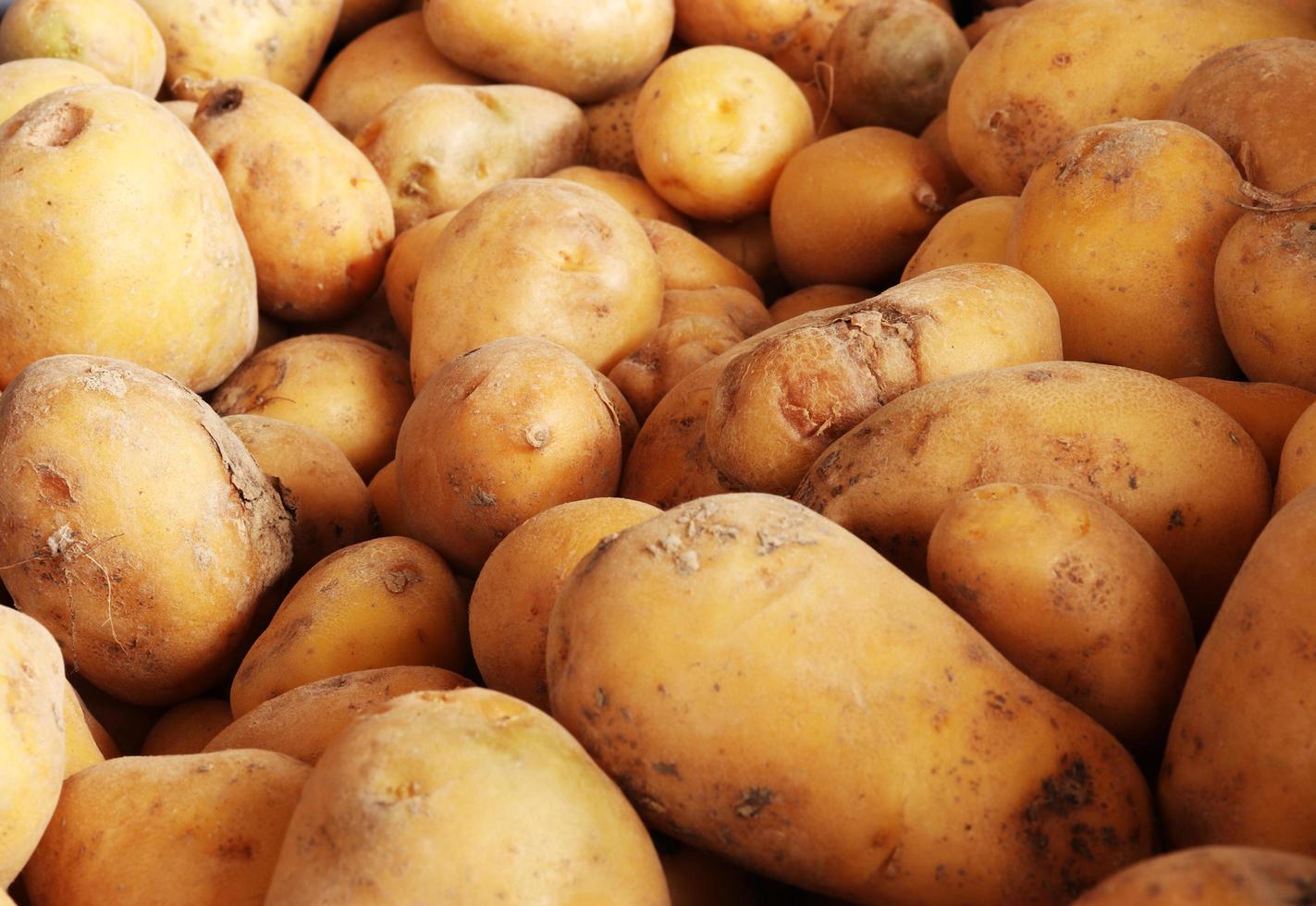 batatas cruas em uma pilha foto