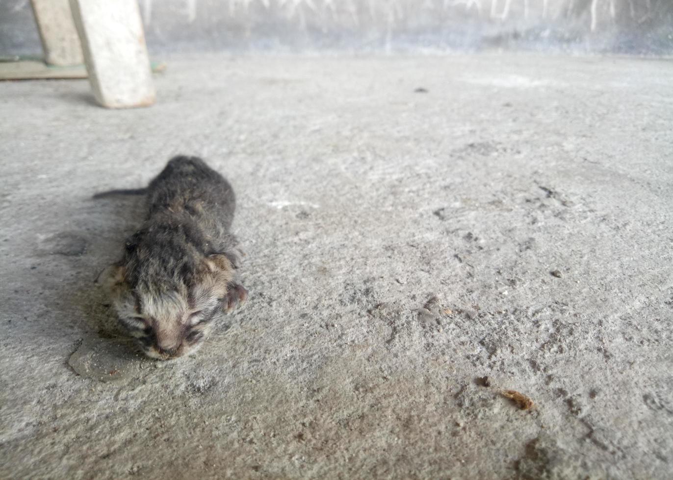 gato recém-nascido. gatinho tentando aprender a andar foto