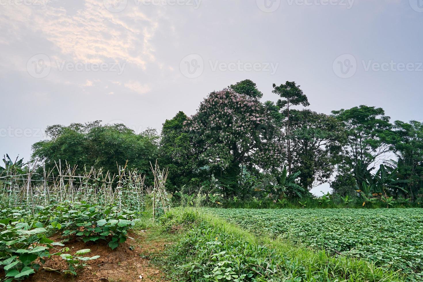 paisagem de plantação fresca cercada por belas árvores à tarde. foto