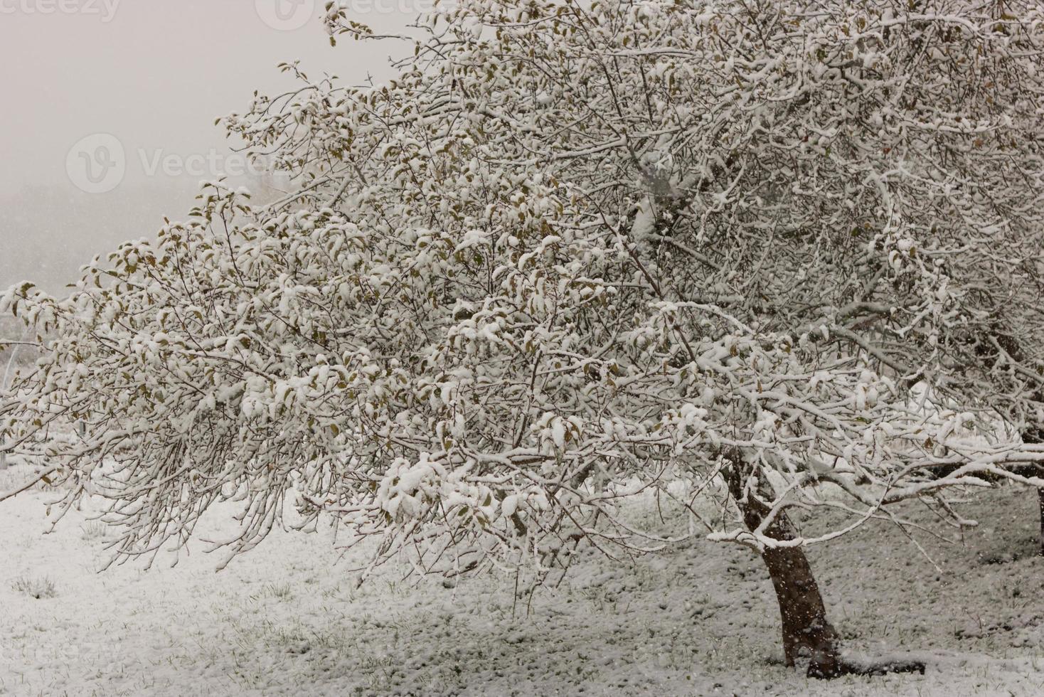 uma macieira coberta de neve em uma pequena fazenda orgânica foto