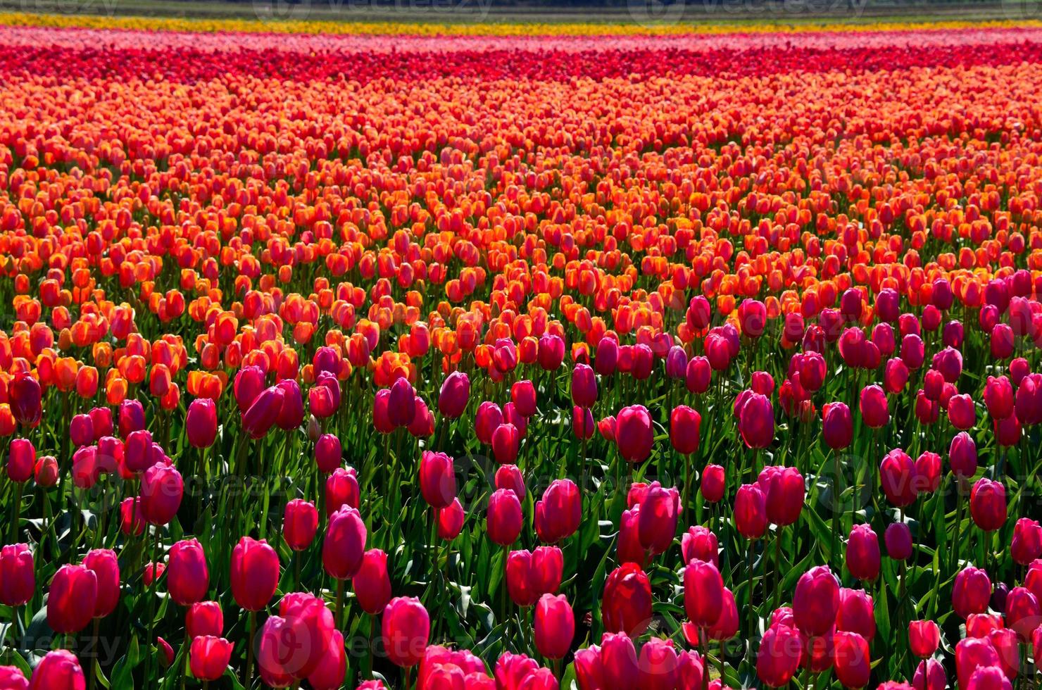 campos de tulipas coloridas foto