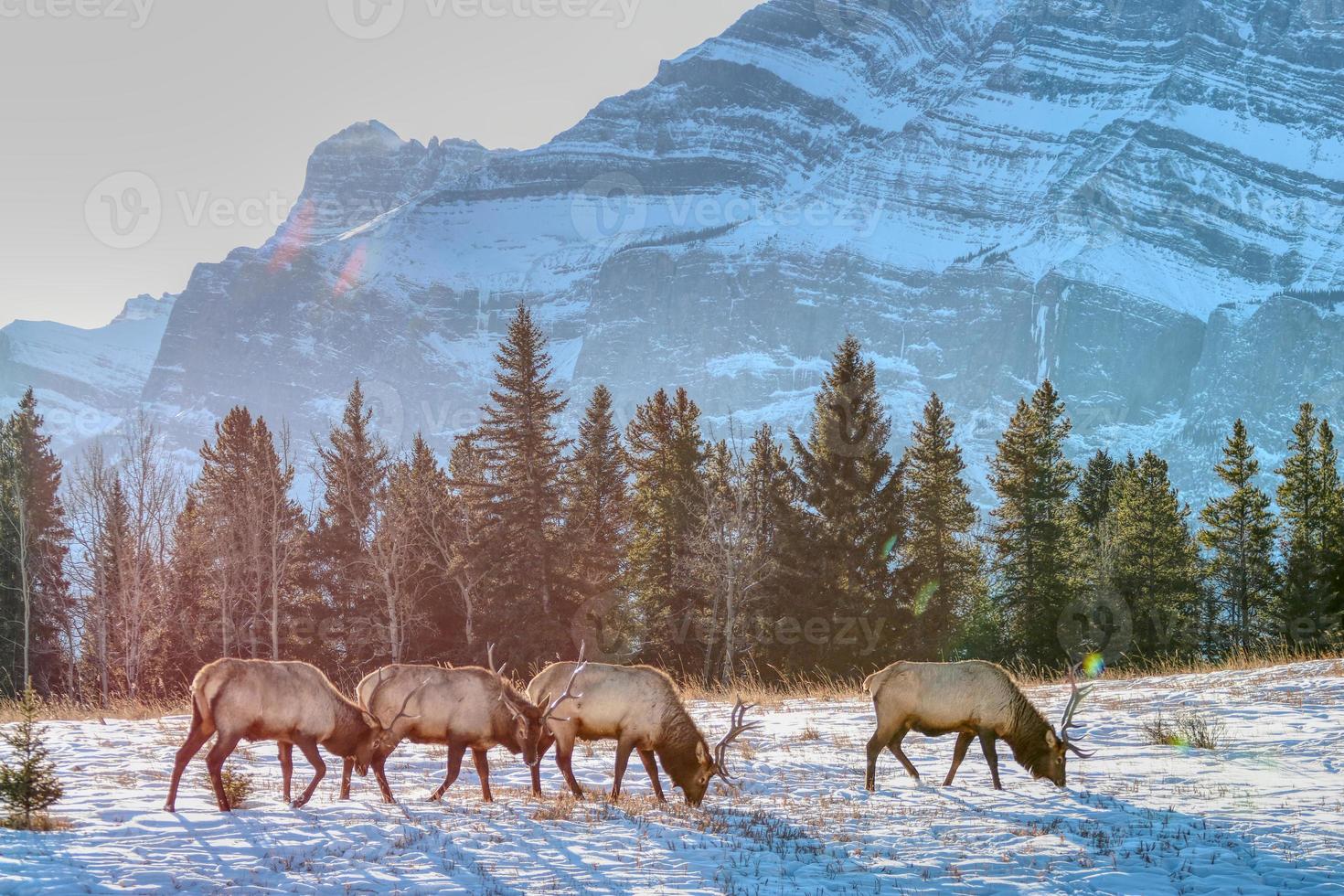 alces com montanhas ao fundo no parque nacional de banff no canadá foto