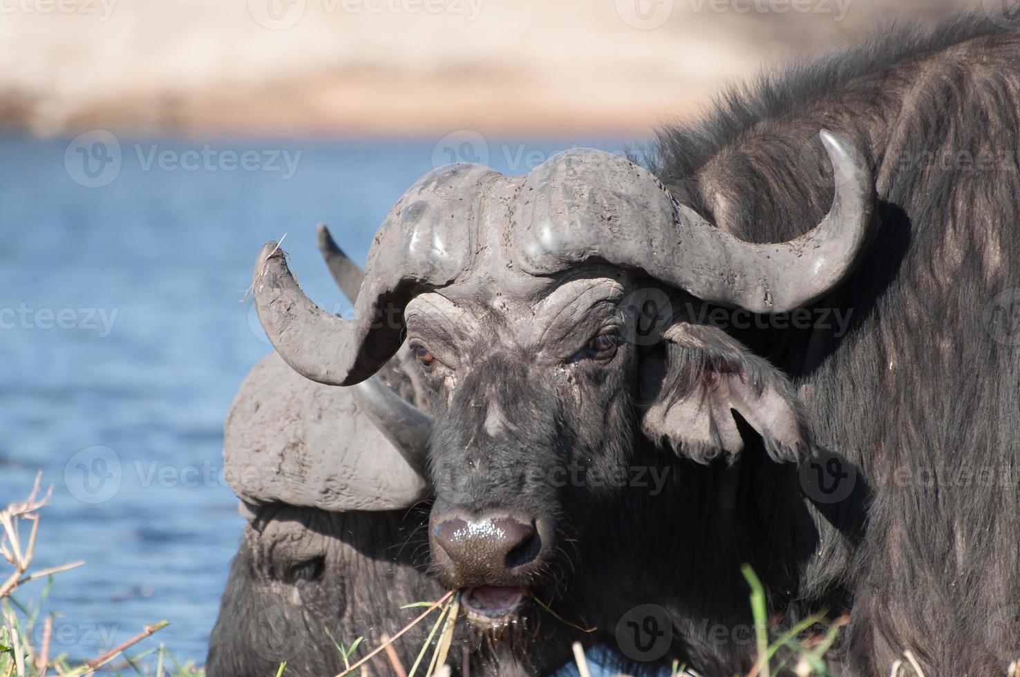 búfalo pastando na ilha de Sidudu foto