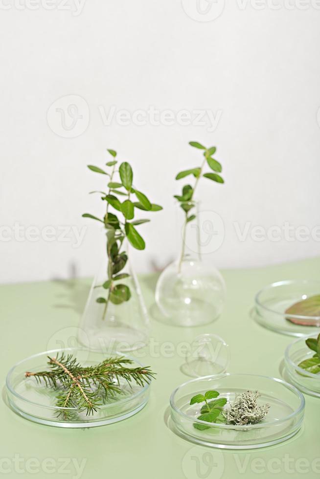 conceito de medicina homeopatia. ervas e plantas selvagens em placas de petri e vidraria. ingredientes de medicina alternativa e naturopatia. foto