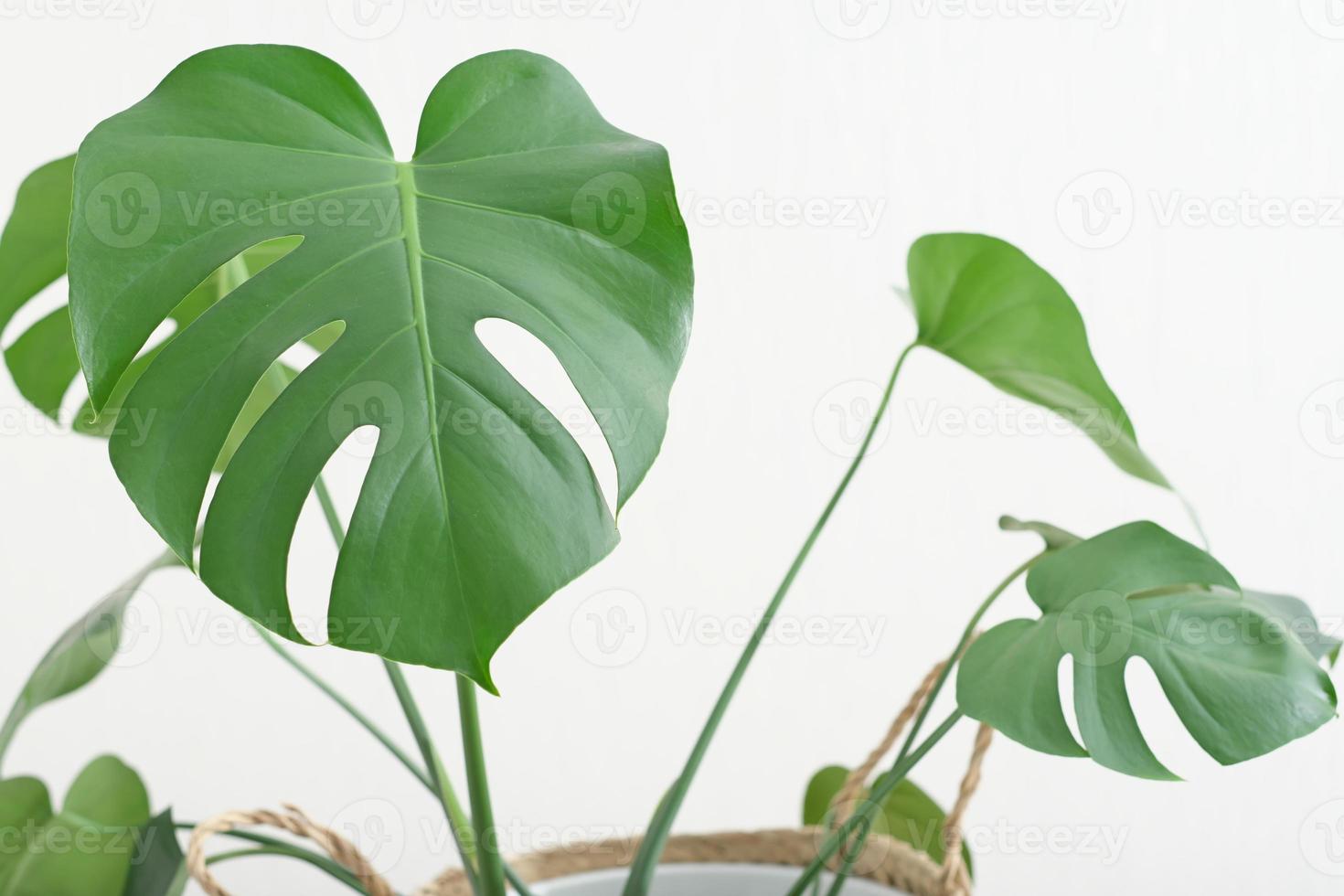 close-up tiro de folhas de monstera. decoração de casa moderna hipster com plantas da moda. casa verde. fábrica de queijo suíço. foto