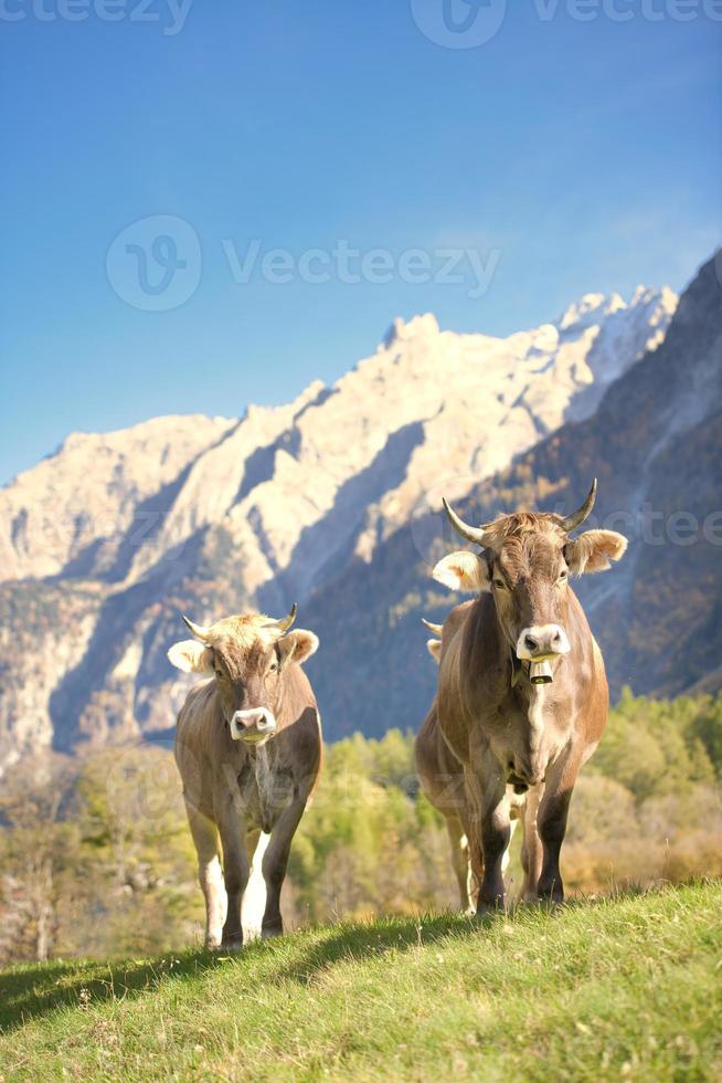 vacas em um prado nos Alpes suíços foto