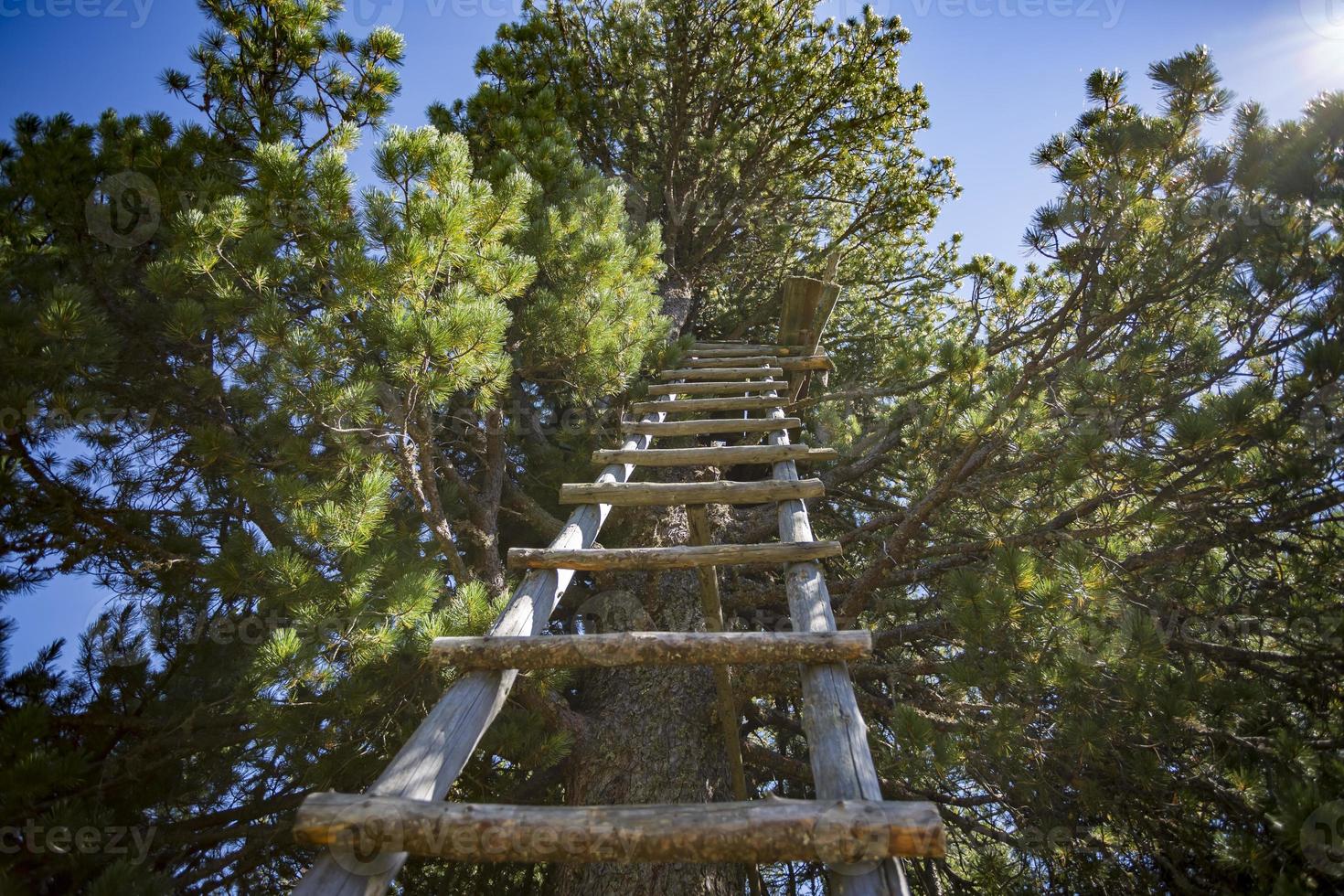 uma escada de madeira, simples e feita à mão, encostada a um tronco de árvore na floresta austríaca. foto