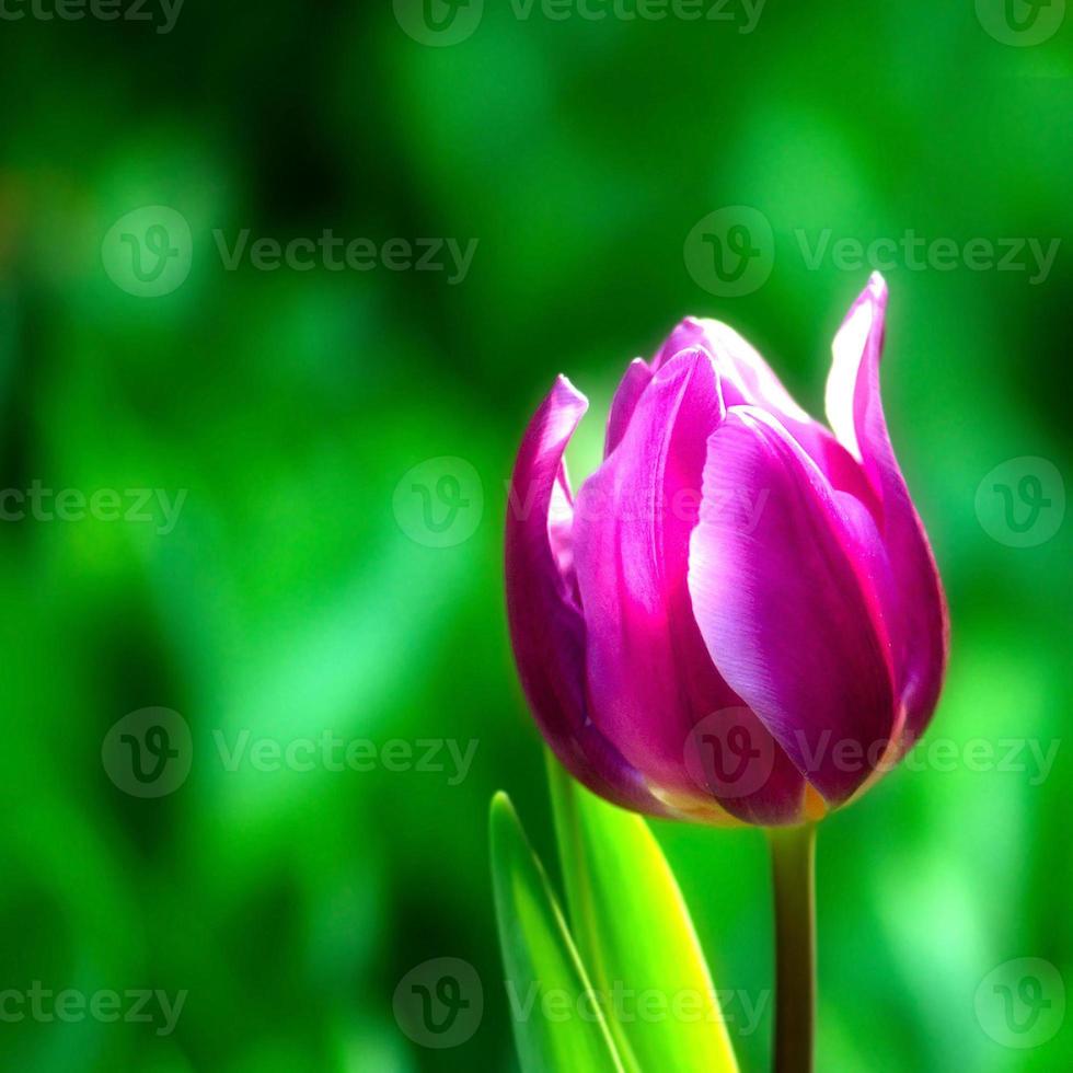 tulipas coloridas 1386728 Foto de stock no Vecteezy