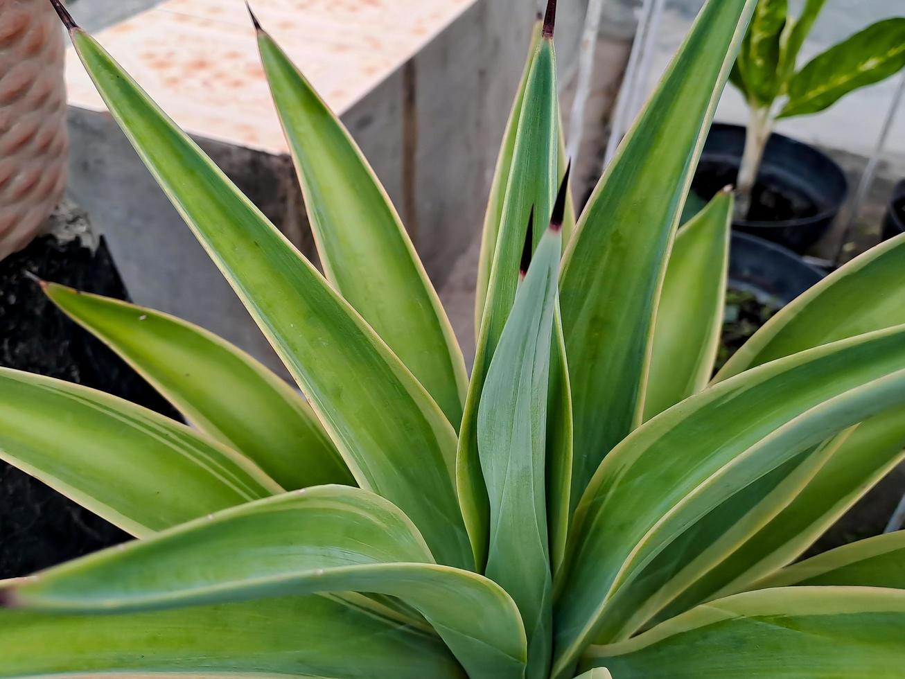 agave americana, alguns de seus nomes comuns incluem maguey, aloe americano, planta sentinela foto