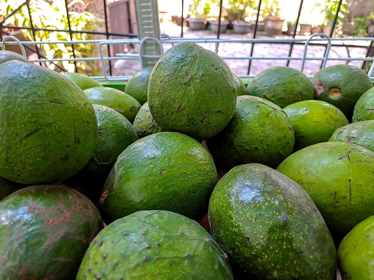 bando de abacates verdes no mercado de frutas local. frutas frescas saudáveis e deliciosas. esta fruta é frequentemente usada em sucos foto