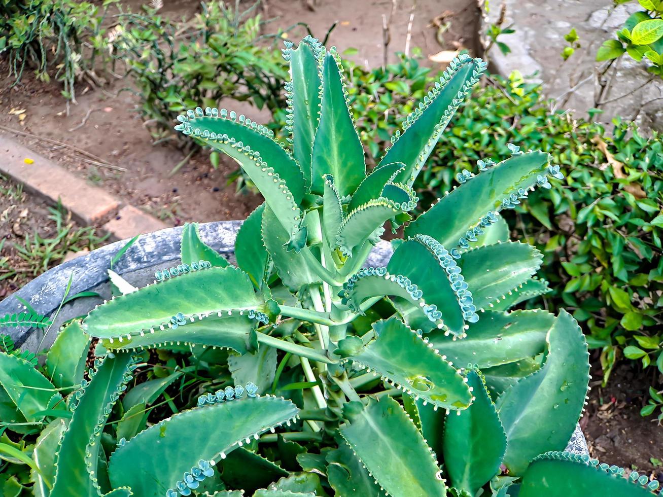 kalanchoe daigremontiana, anteriormente conhecida como bryophyllum daigremontianum e comumente chamada de mãe de milhares foto