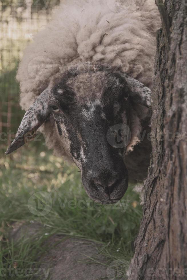 fechar o retrato de uma ovelha espreitando por trás de uma árvore foto