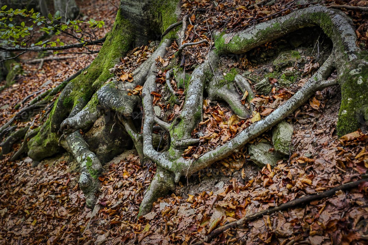 raízes de árvores antigas com folhas e musgo, reportagem naturalista foto