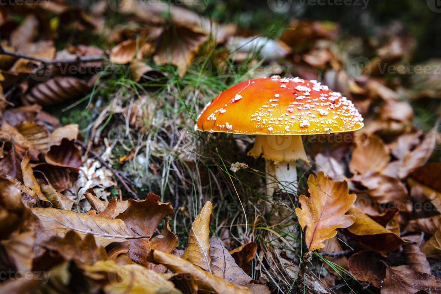 detalhe de cogumelo venenoso com folhas de floresta seca foto