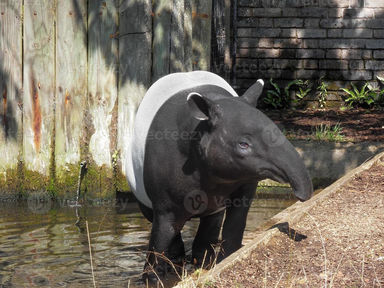 tapirus indicus visto em um zoológico 3 foto