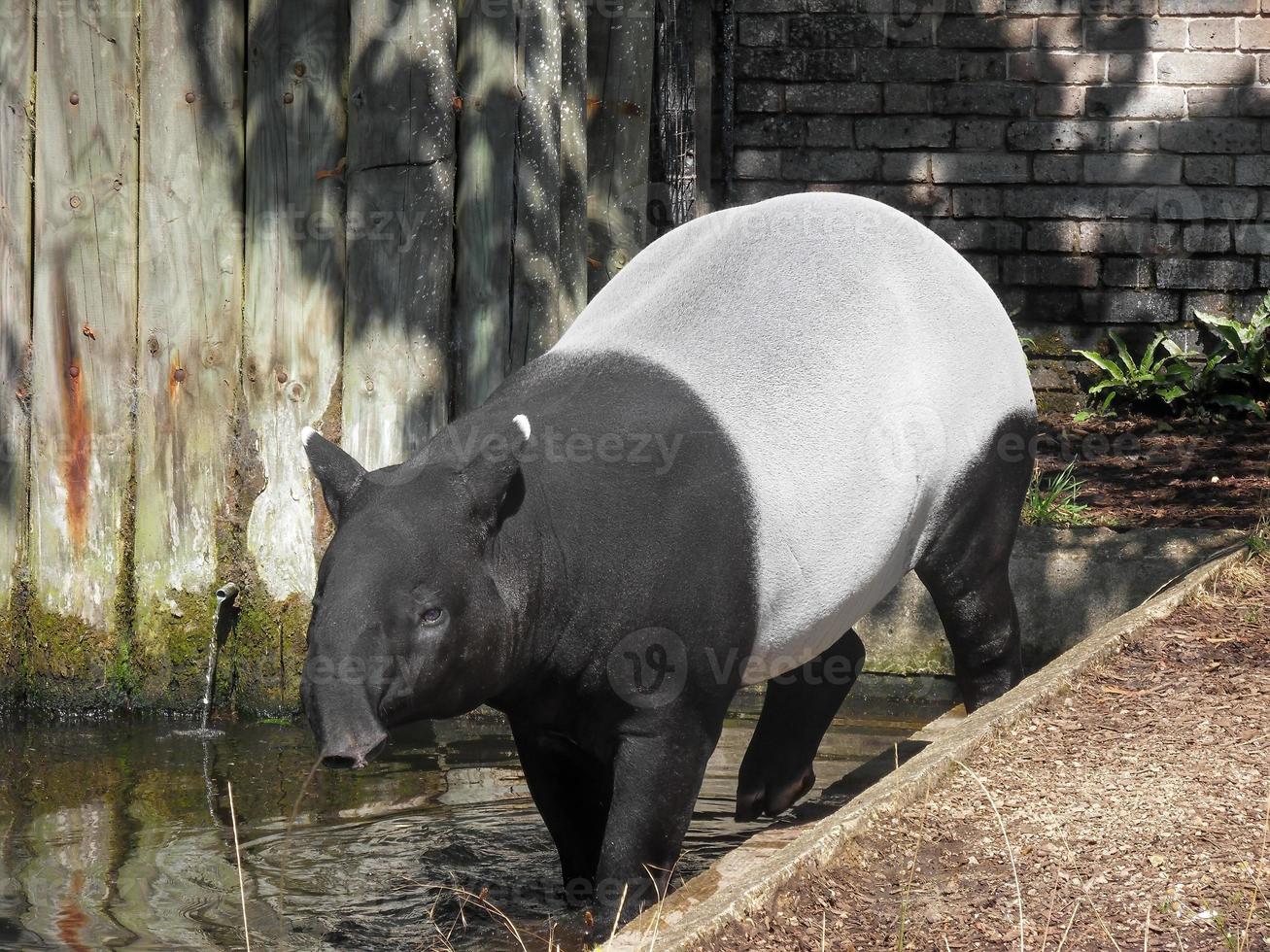 tapirus indicus visto em um zoológico 2 foto