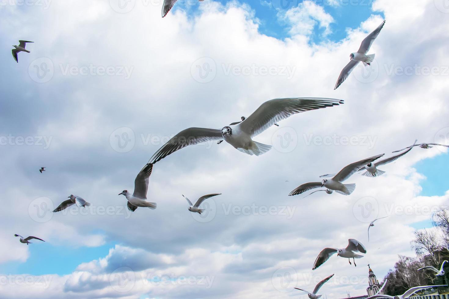 as gaivotas voando livremente no céu e procurando a comida. foto