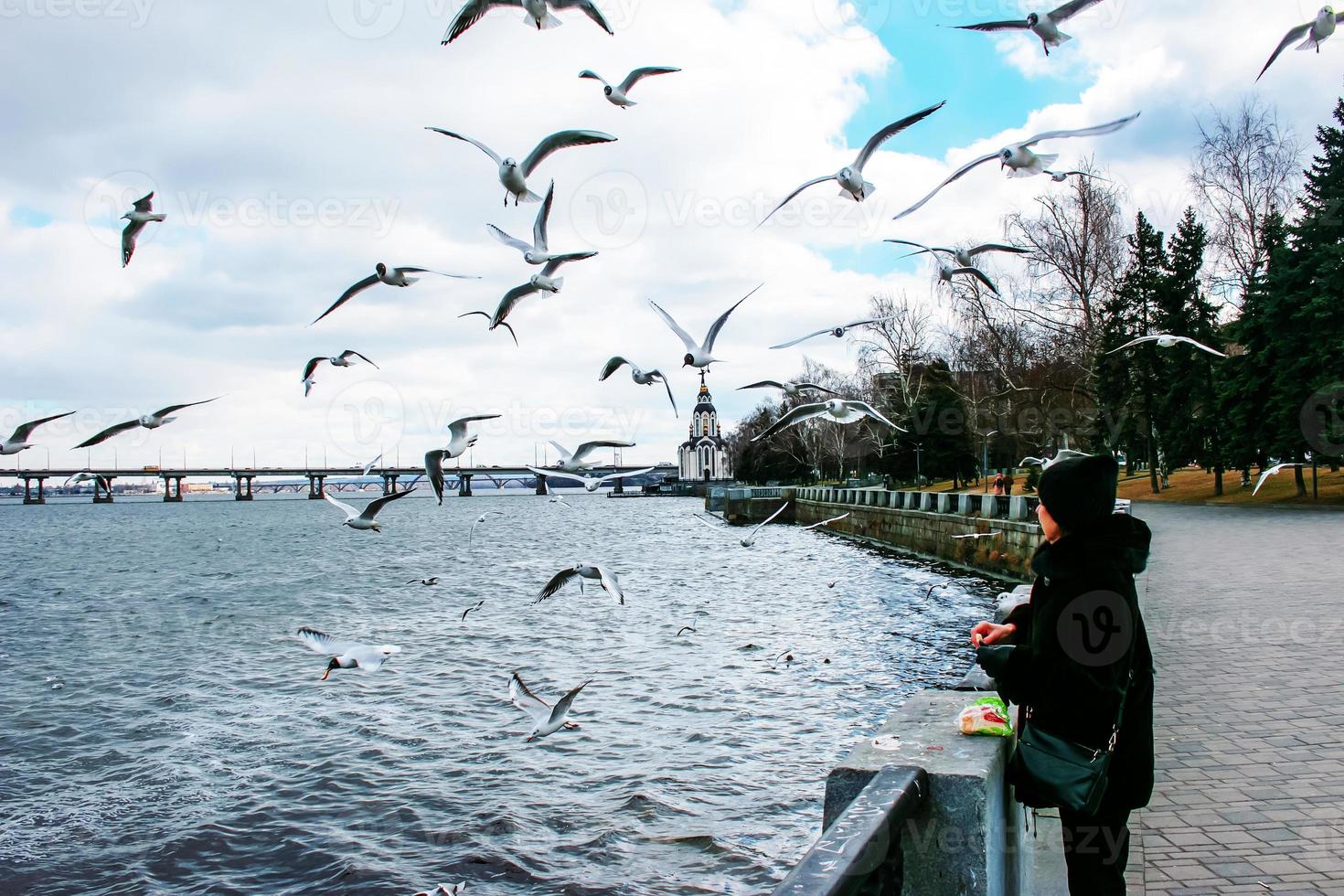 uma mulher alimenta gaivotas famintas no aterro com pedaços de pão. foto