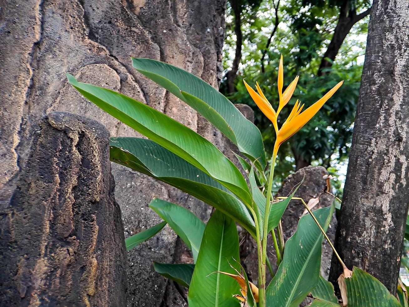 helicônias são uma das plantas mais tropicais. é obrigatório ter no jardim para criar um paraíso tropical foto