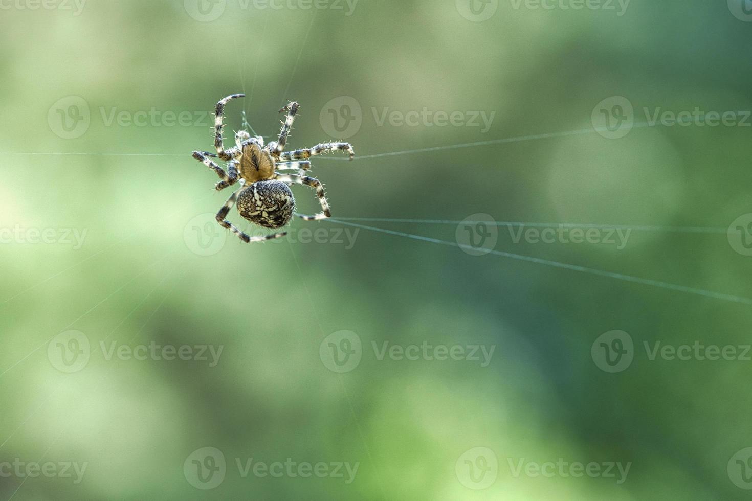 aranha cruzada rastejando em um fio de aranha. susto do dia das bruxas. um caçador útil entre foto