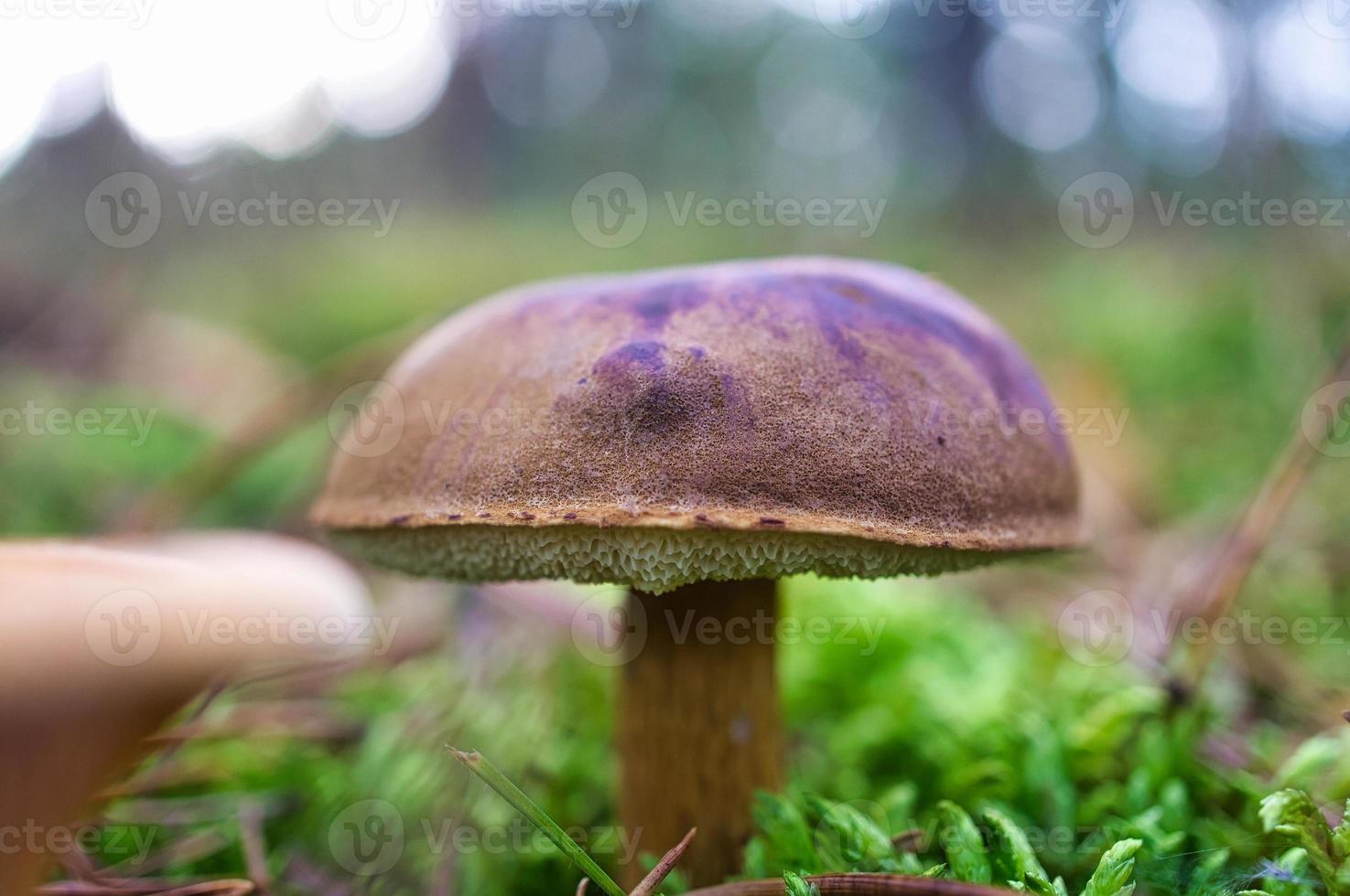 castanha, boné marrom. cogumelo no chão da floresta com musgo e agulhas de pinheiro. foto