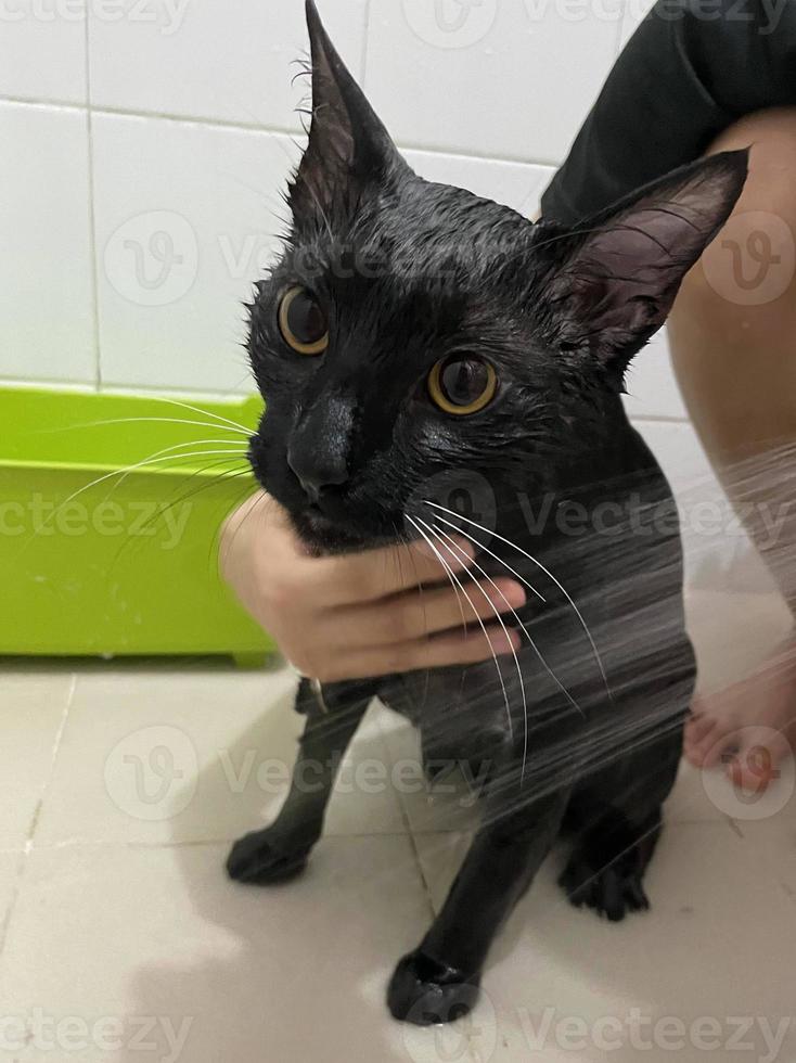 gato preto no banheiro. processo de banho, despejar água, gato molhado assustado, procedimentos de higiene. bom dia conceito. pet care e banho. gato molhado. garota lava gato no banho. gatinho molhado. foto