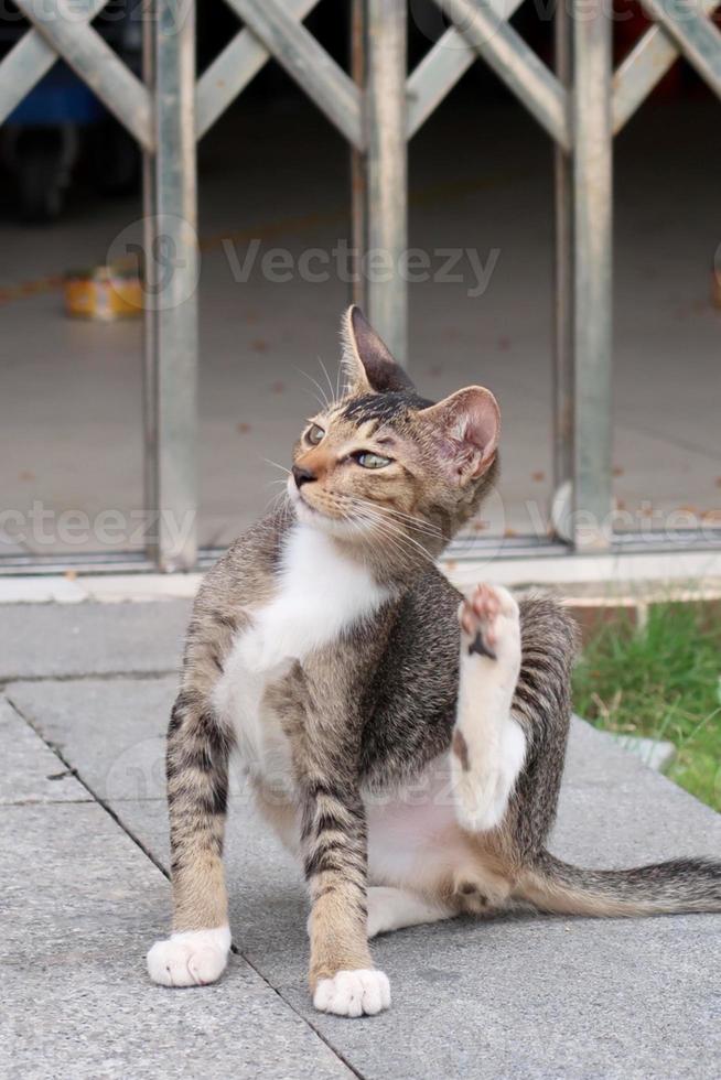 gato malhado marrom está sentado e coçando foto