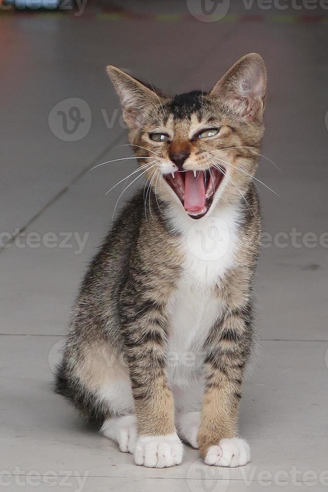 gato malhado marrom está bocejando. o gatinho é sorriso foto