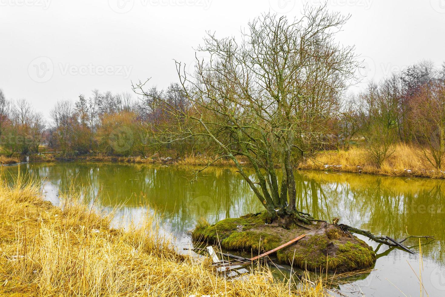 congelados rio fluxo charco lago resfriado natureza florestal enviroment alemanha. foto