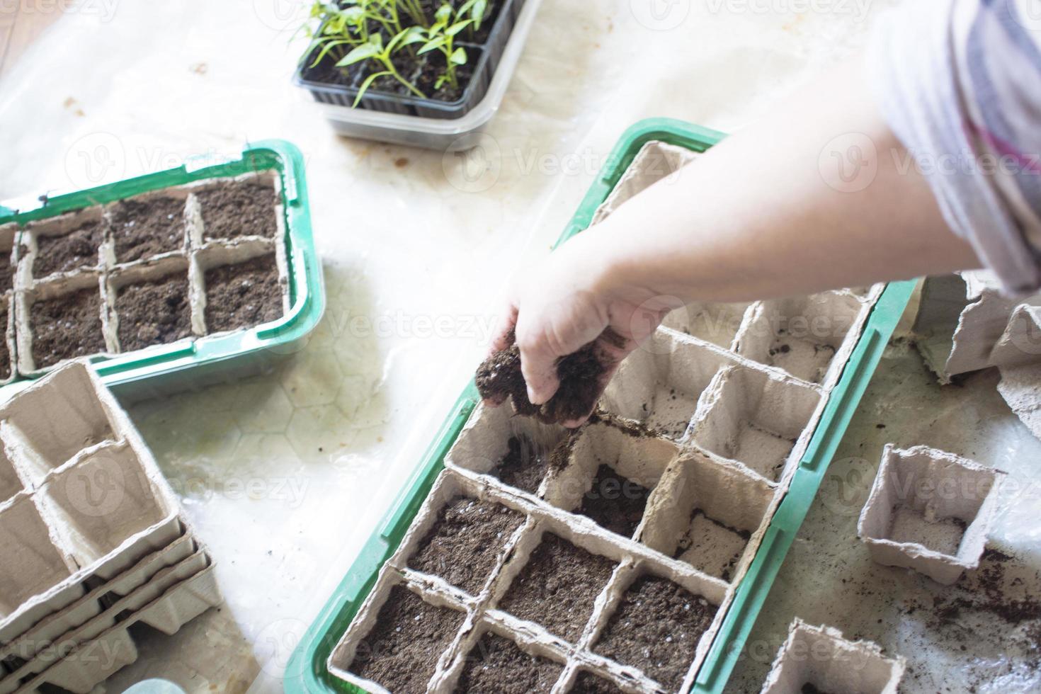 semeadura de plantas bebê, bandejas de buraco negro para mudas agrícolas. o plantio de primavera. mudas precoces, cultivadas a partir de sementes em caixas em casa no parapeito da janela. conceito de cuidados com as plantas, flores secas foto