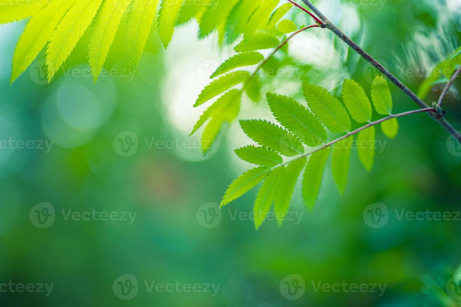 beleza na natureza. ecologia terra frescura de folhas verdes com fundo de bokeh turva ensolarado. sonho natureza closeup, textura de folha macro relaxante. parque florestal da montanha. planta de crescimento macro de floresta brilhante foto