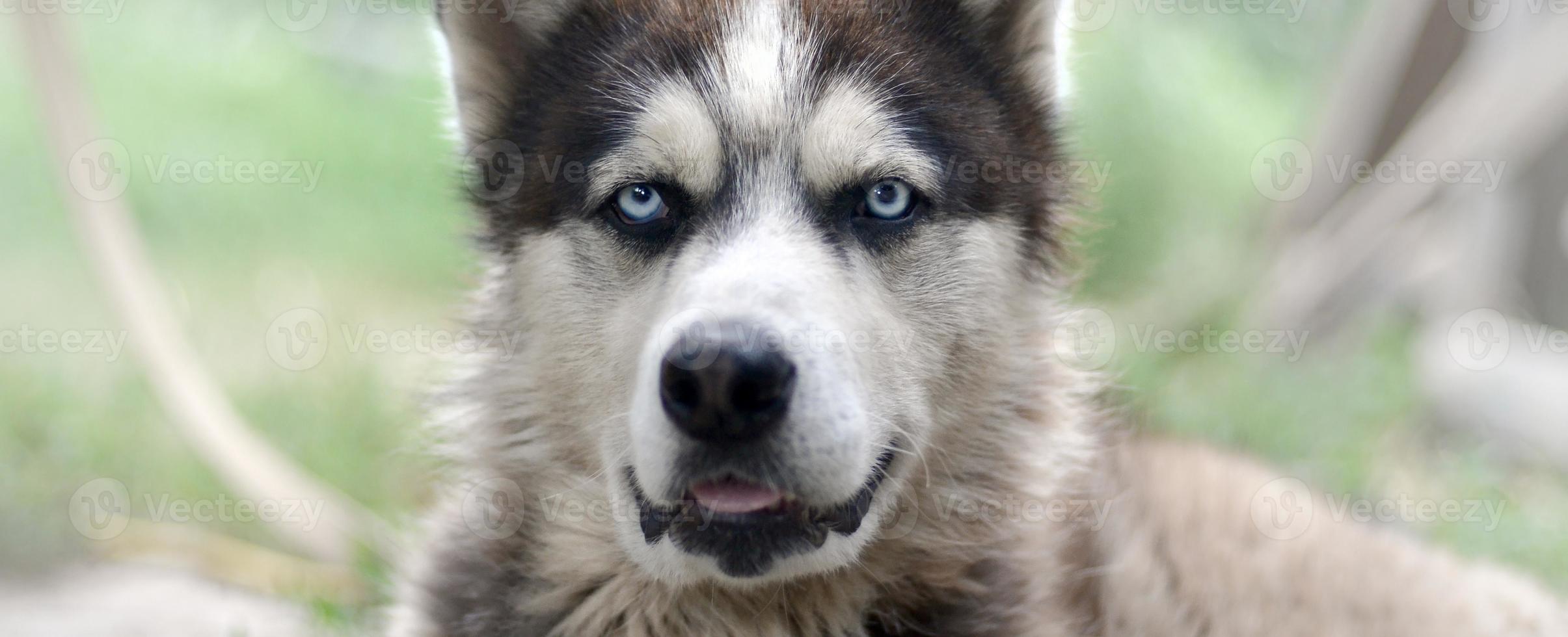 malamute ártico com retrato de focinho de olhos azuis close-up. este é um tipo nativo de cachorro bastante grande foto