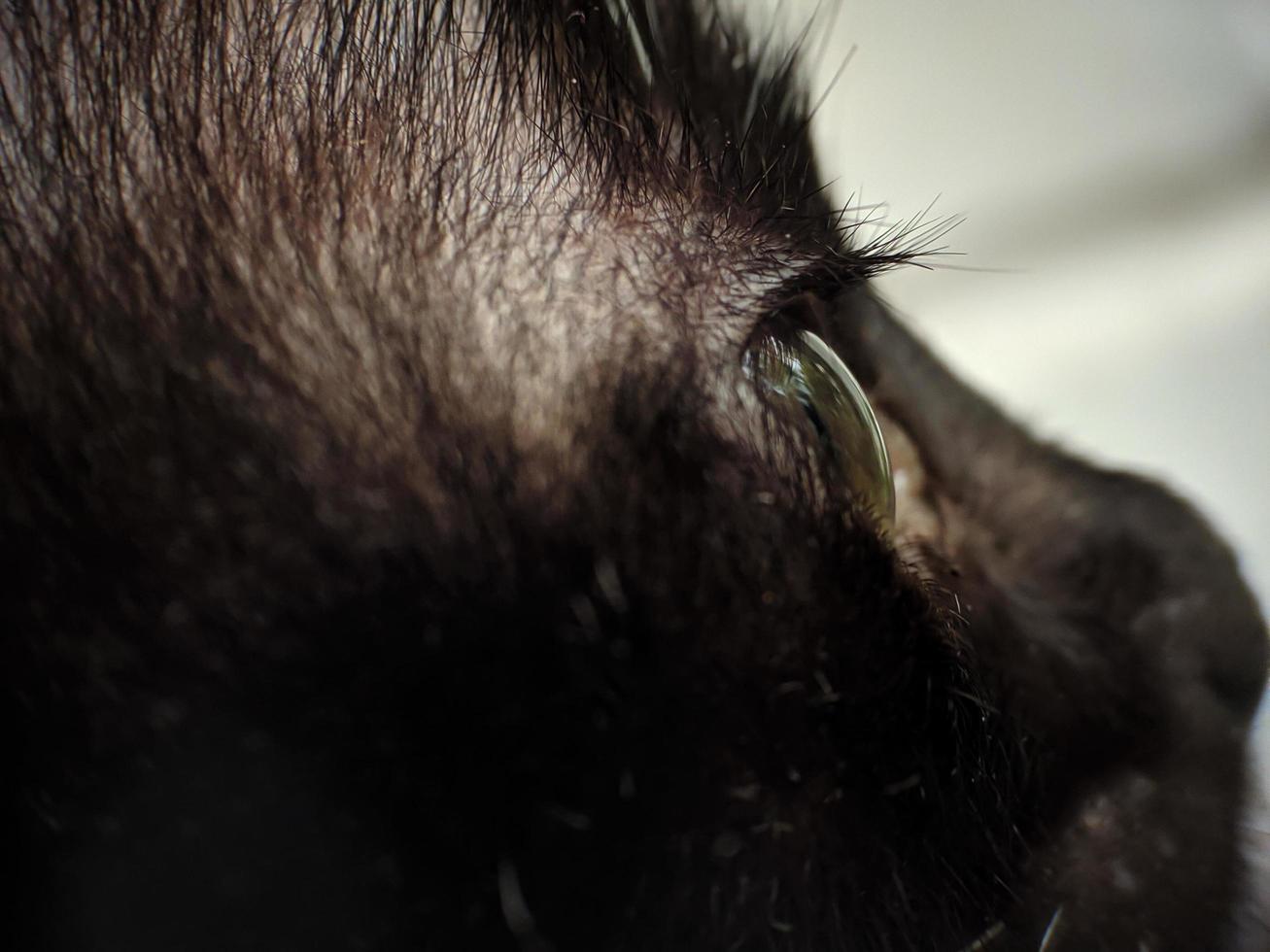 close-up de um rosto de gatinho de pele preta foto