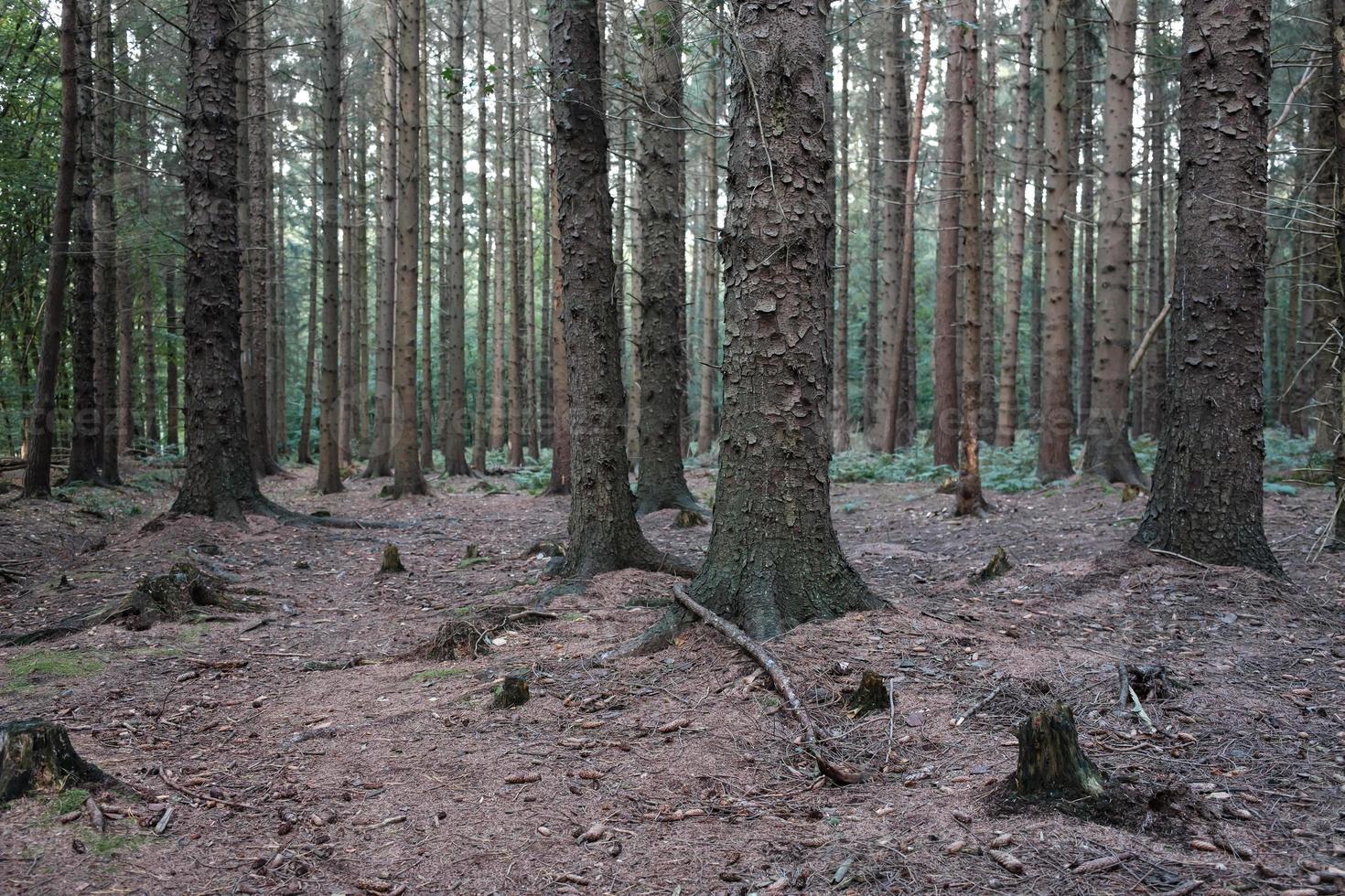 floresta de coníferas em um dia nublado de outono. troncos de abetos e solo sem plantas. foto