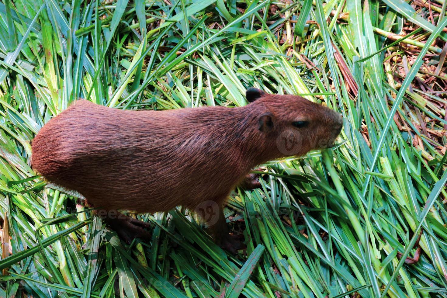 capivara hydrochoerus hydrochaeris no zoológico de ragunan, jacarta. foto