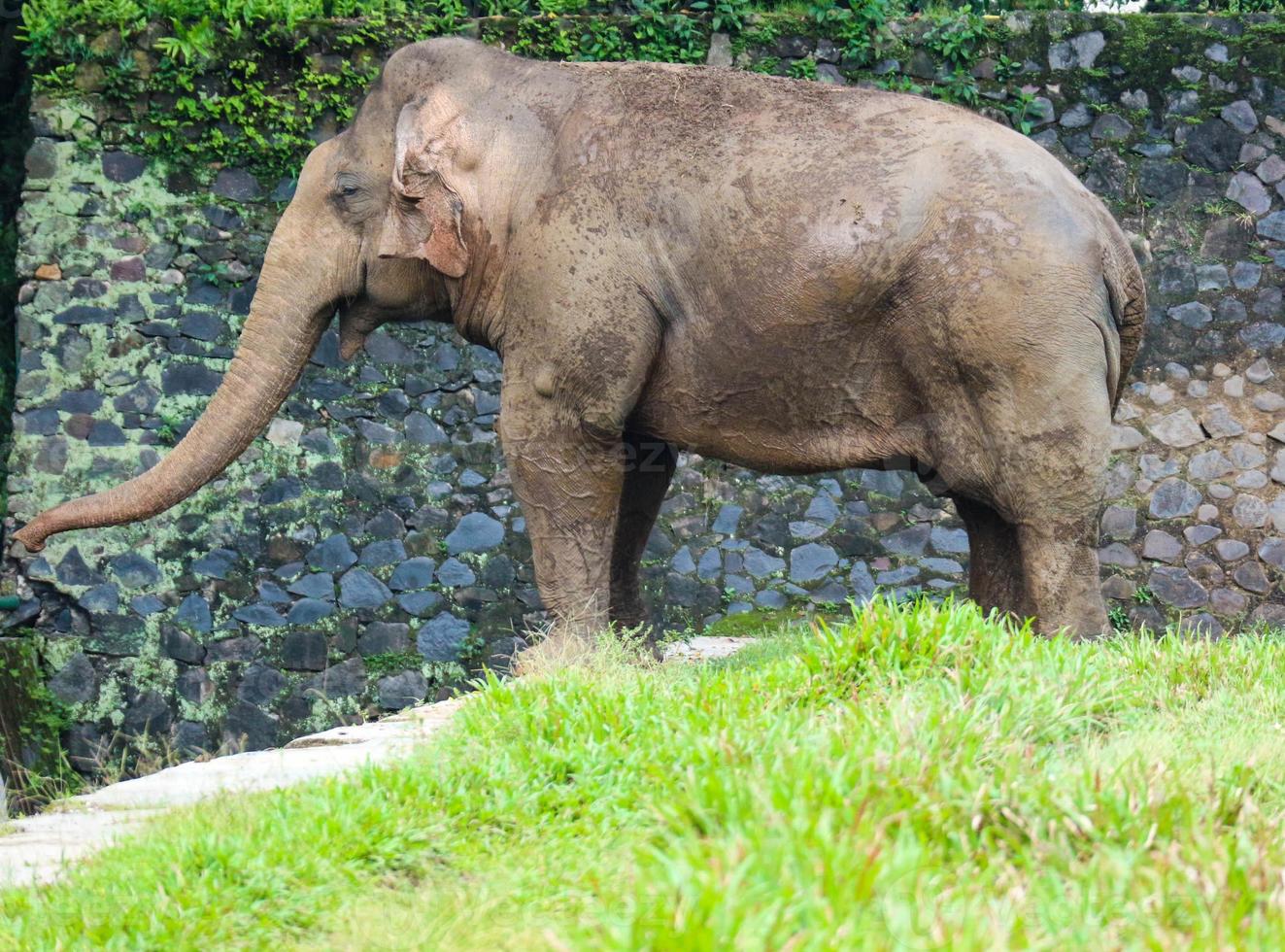 elefante de sumatra elephas maximus sumatranus no parque de vida selvagem de ragunan ou zoológico de ragunan foto