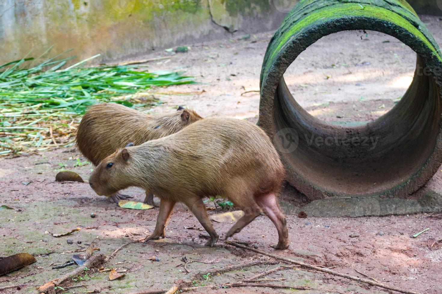 O rato gigante capivara é um animal fofo no jardim