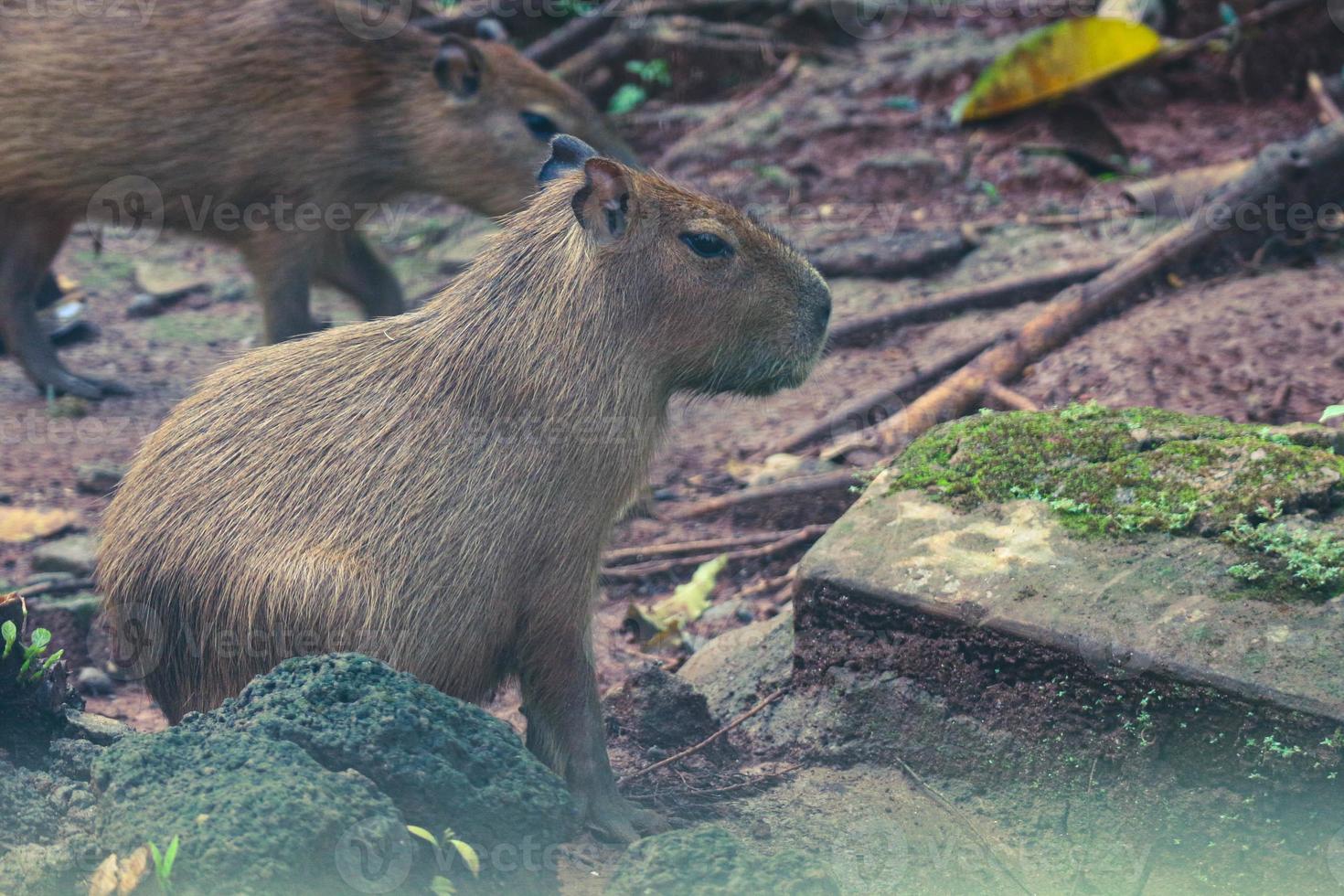 capivara hydrochoerus hydrochaeris no zoológico de ragunan, jacarta. foto