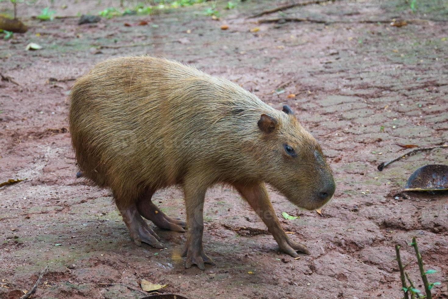 capivara hydrochoerus hydrochaeris no zoológico de ragunan, jacarta. foto