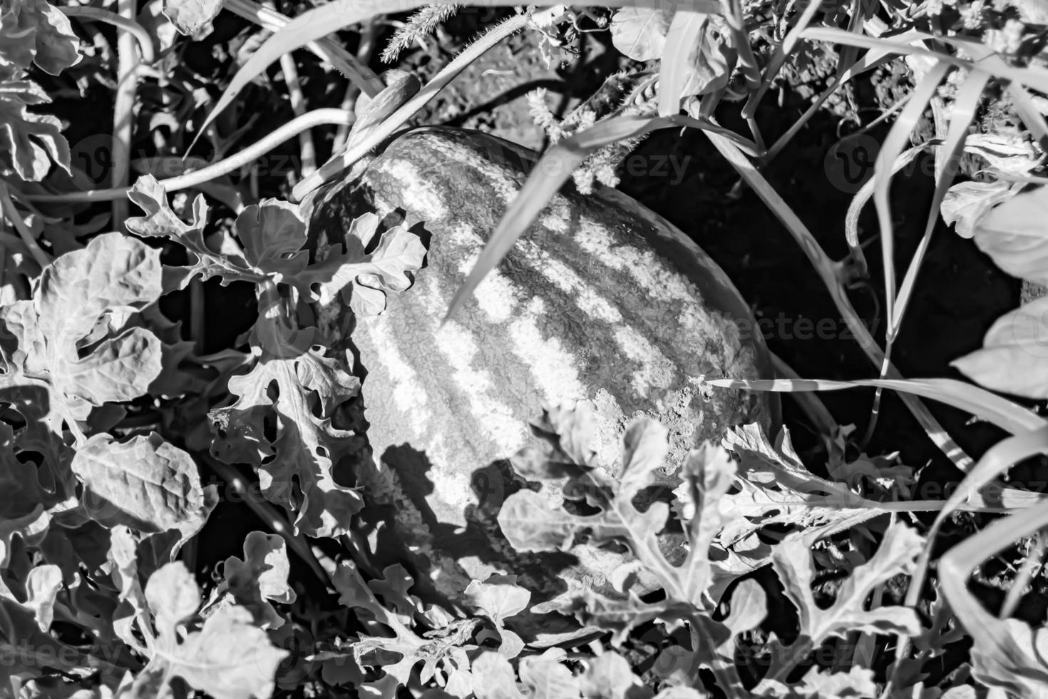 fotografia sobre o tema linda melancia de frutas pequenas foto