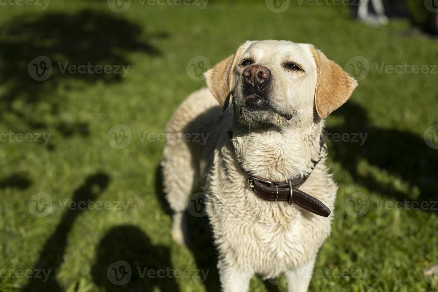 labrador branco no verão. animal de estimação na caminhada. animal em dia quente. casaco branco. foto