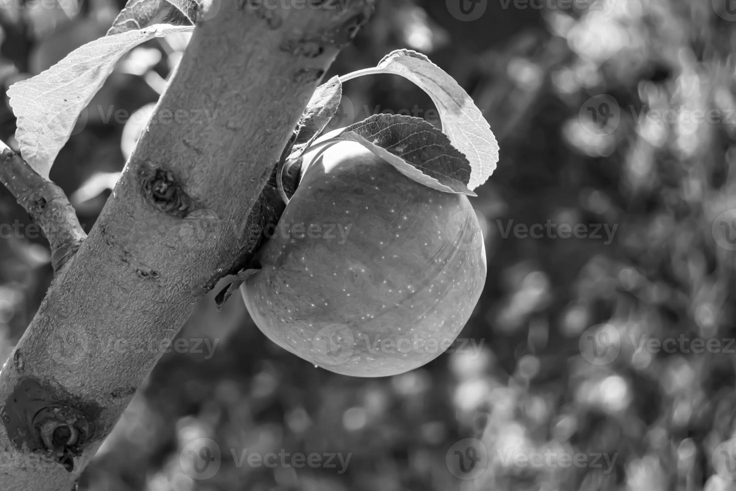 fotografia sobre o tema lindo ramo de frutas macieira foto